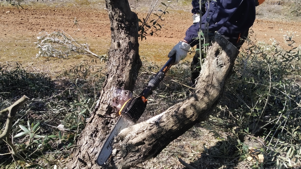 Figura 12. Poda mediante motosierra de accionamiento elctrico