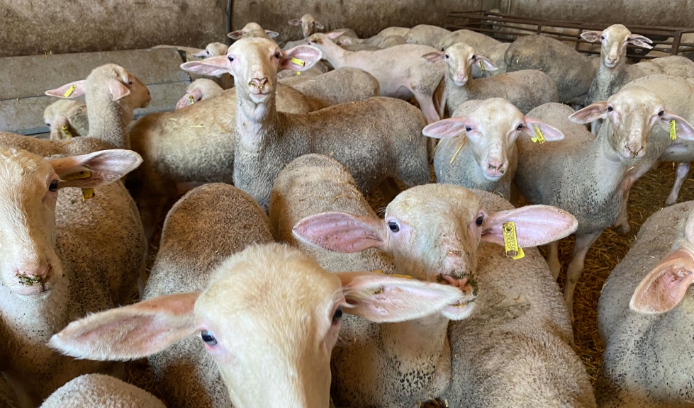 Lote de ovejas en una explotacin ganadera
