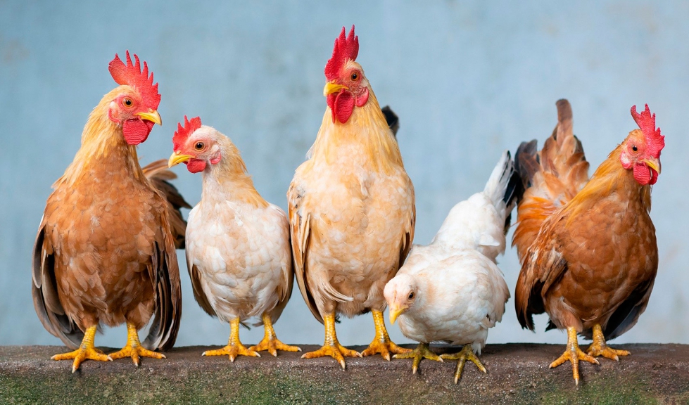 Grupo de aves