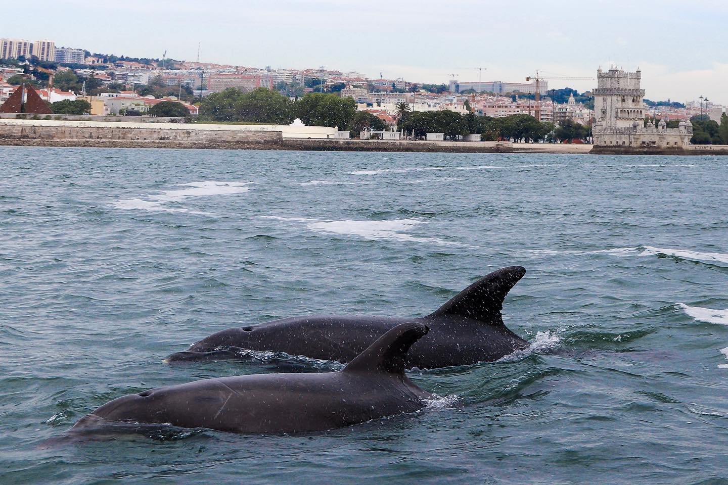 Regresso de vrias dezenas de golfinhos s guas do rio Tejo, em Lisboa. Foto: Terra Incgnita