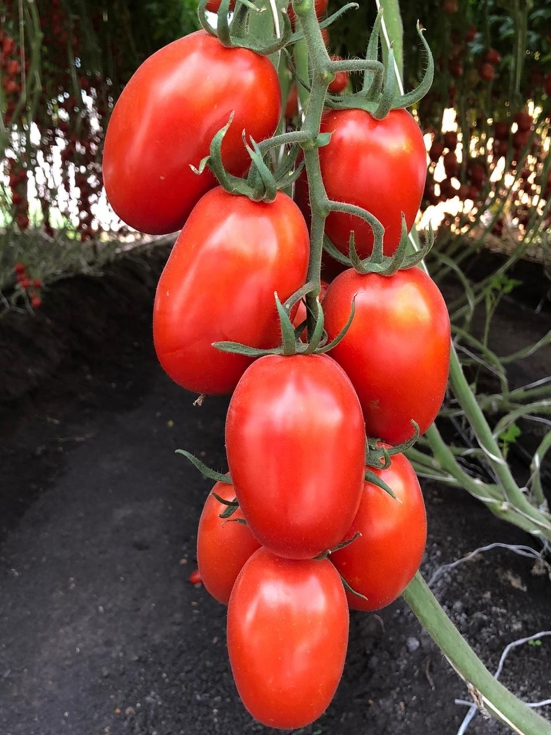 El virus del fruto rugoso del tomate (ToBRFV) es una enfermedad viral que afecta a las plantas de tomate en todo el mundo...