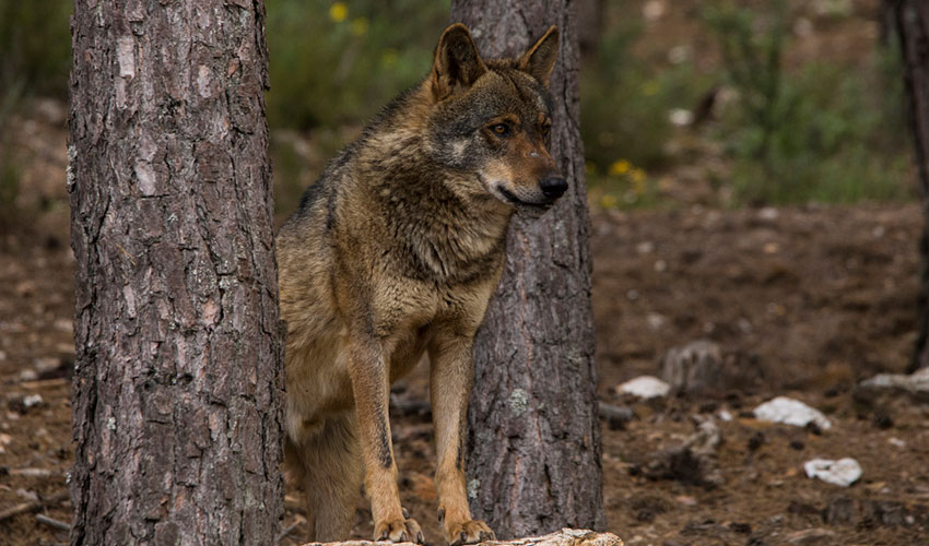 Imagen de un lobo ibrico