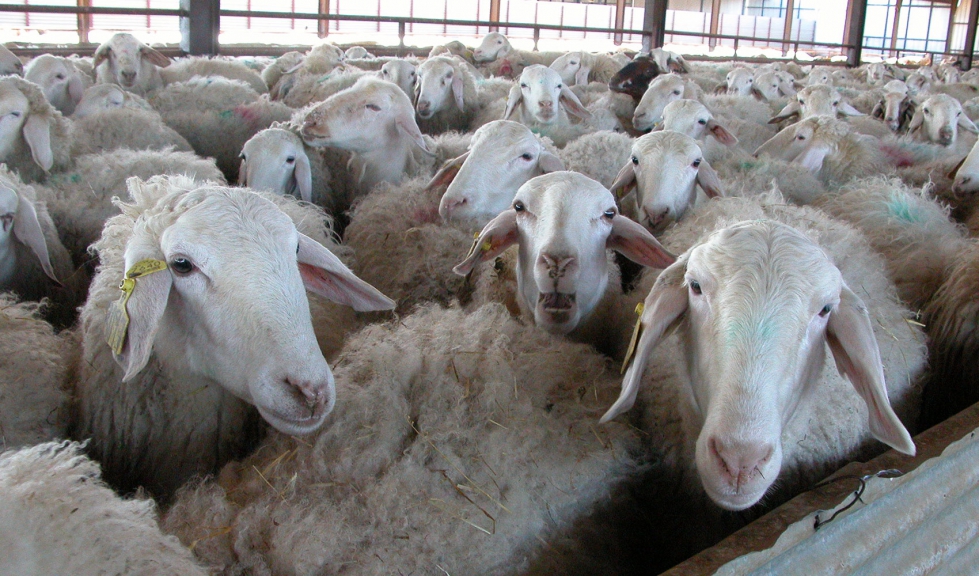 Lote de ovejas lecheras en una nave
