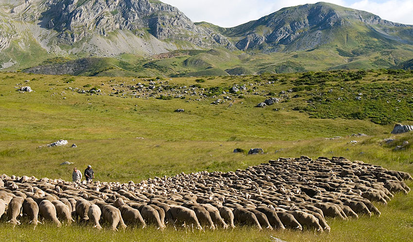 Rebao trashumante de ovejas