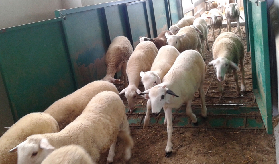 Corderos en un cebadero de ovino