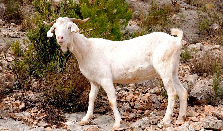 Cabra de raza Blanca Celtibrica