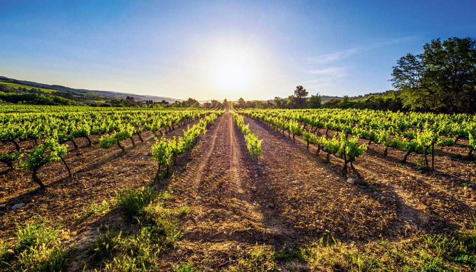 El viñedo de regadío en España supone ya el 40,6% de la superficie total -  Vitivinícola