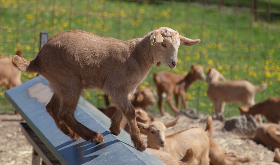 Cabrito de raza Malague�a