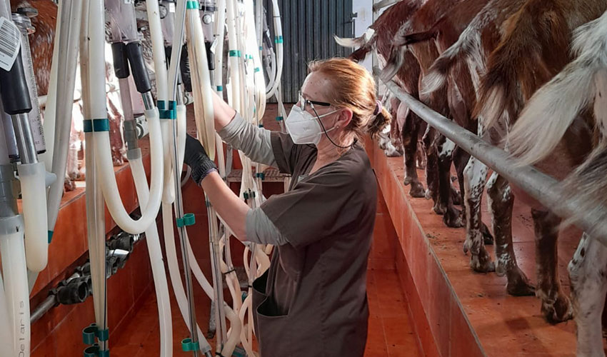 Sala de ordeo de una de las dos nuevas asociaciones en control lechero de raza Florida