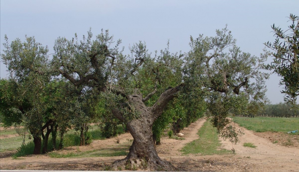 Este nuevo material gentico se incorporar al banco de germoplasma de variedades catalanas del olivo del IRTA