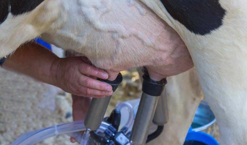 Ordeo de una vaca lechera