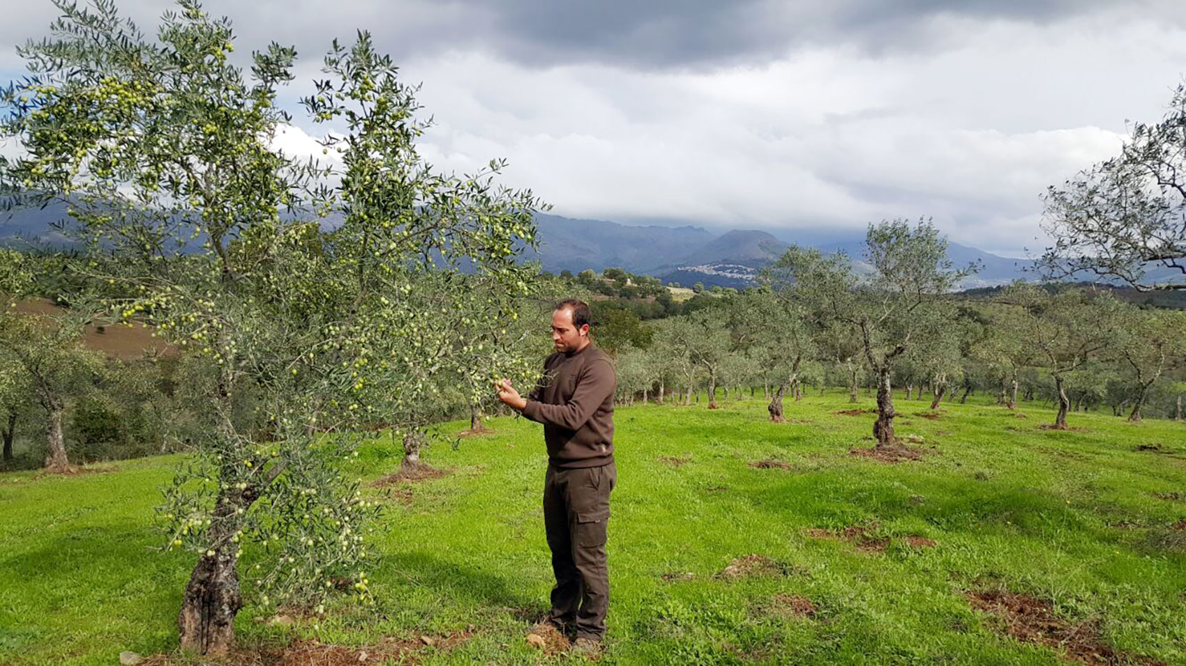 Miguel Carrasco, maestro de almazara de AS Pontis junto a uno de olivos de la variedad Manzanilla Cacerea