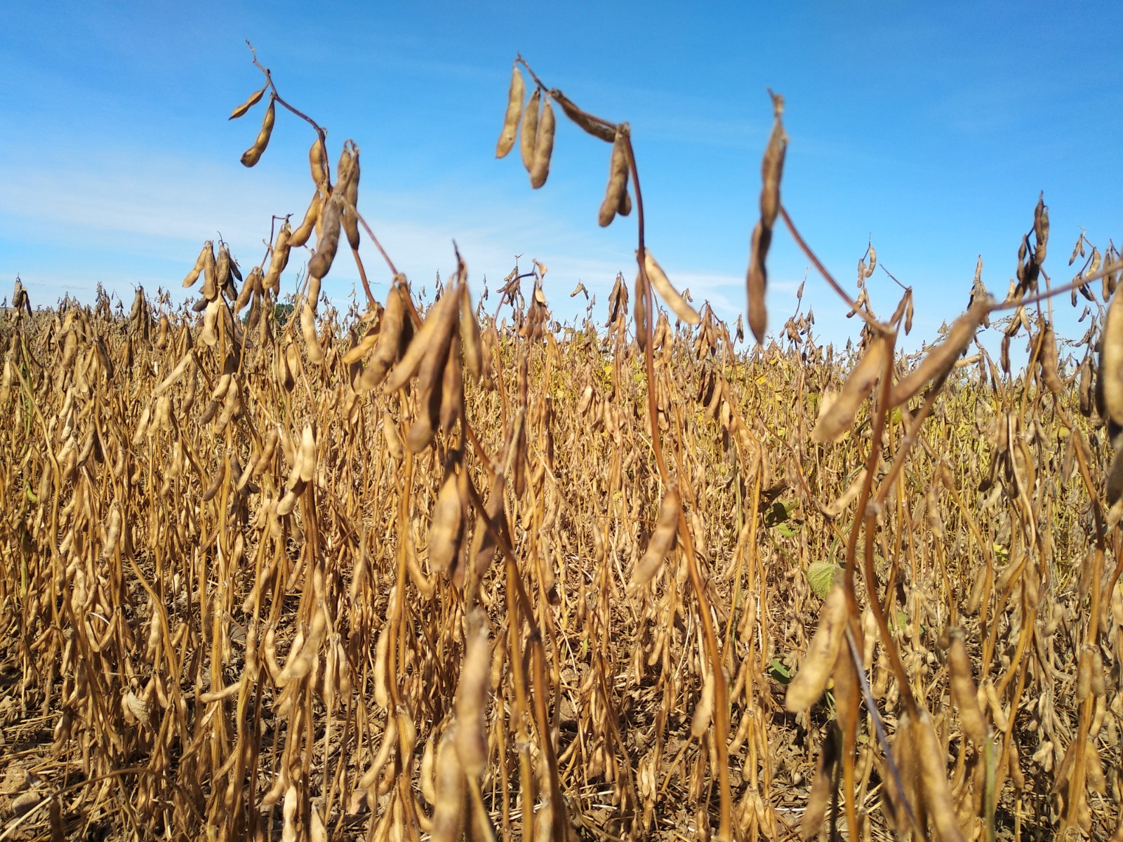 Cultivo de soja en una parcela de Palencia