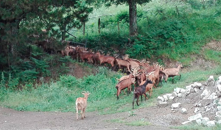 Rebao de ganado caprino en el campo