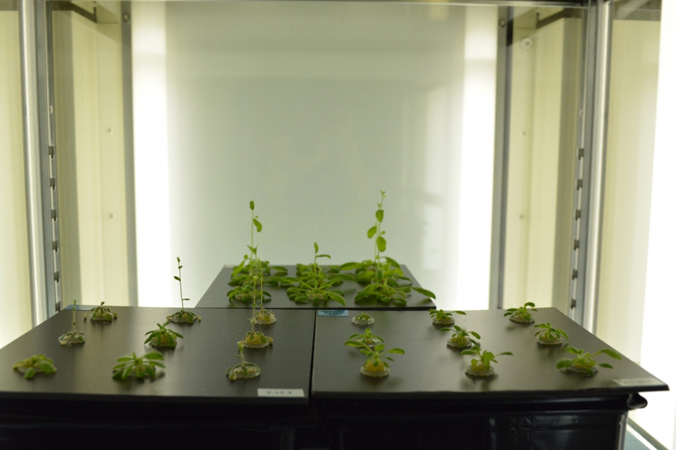 Plantas de Arabidopsis utilizadas en uno de los experimentos del estudio (Foto: Takeo Sato)