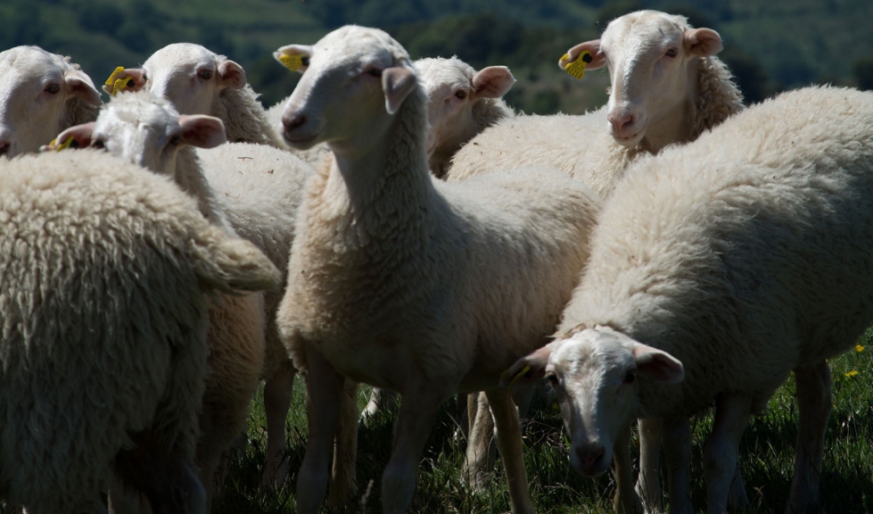 Rebao de raza ovina Navarra