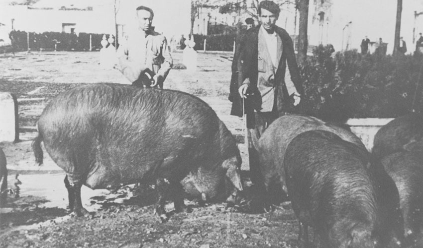 Imagen de porcino del ao 1950