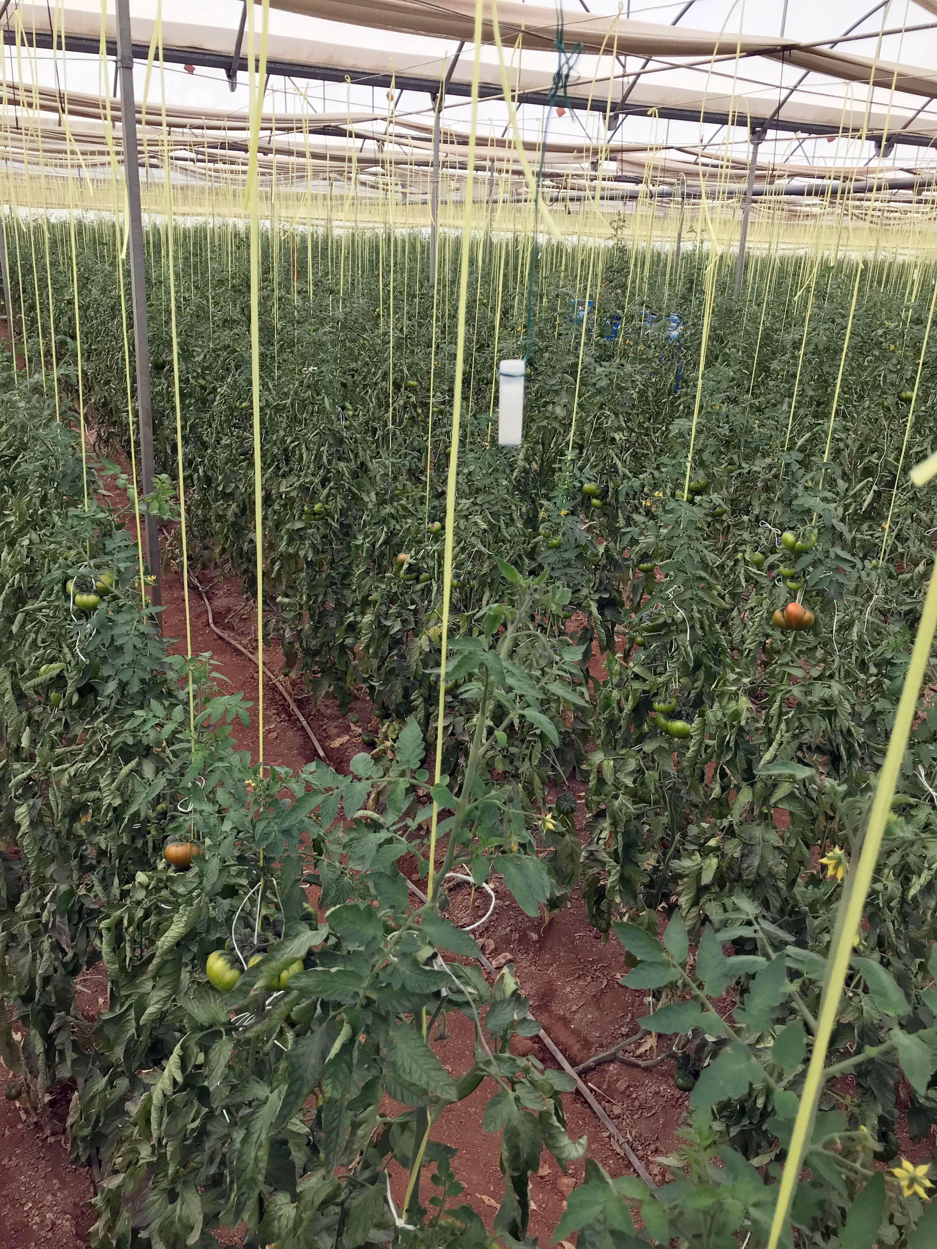 Figura 2. Difusor polimrico colgado en invernadero de tomate comercial para la emisin constante de (Z)-3-HP (Prez-Hedo et al. 2021c)...