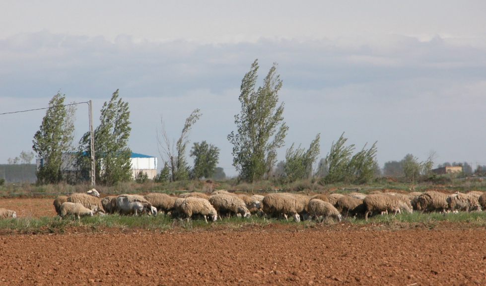 Rebao ovino en el campo