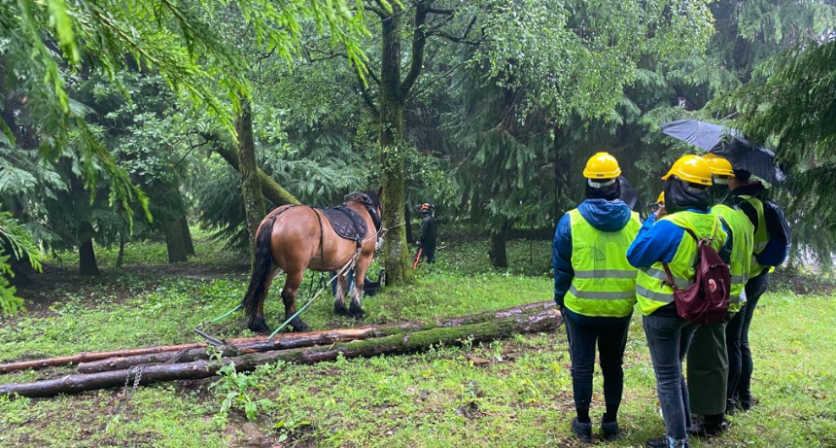 Alunos de engenharia florestal da Universidade de Vigo a acompanhar uma ao de gesto florestal em operaes silvcolas com recurso a trao animal...