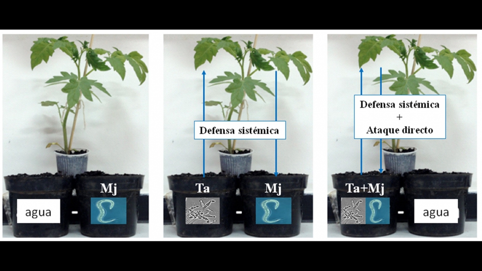 Figura 1. Modelo de plantas de tomate dispuestas en 'split-root', con separacin de la raz de una misma planta en dos macetas...