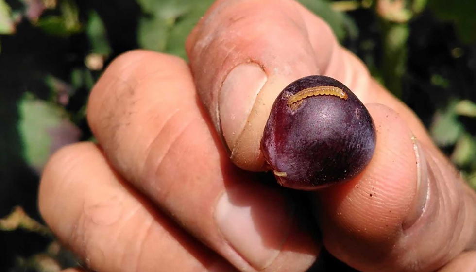 Uva afectada de lobesia botrana, conocida como polilla del racimo