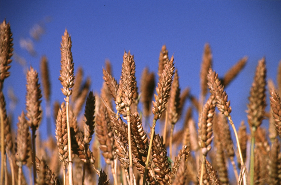 El Usda Prevé Un Aumento Del 24 En La Cosecha Mundial De Trigo Grandes Cultivos 1086