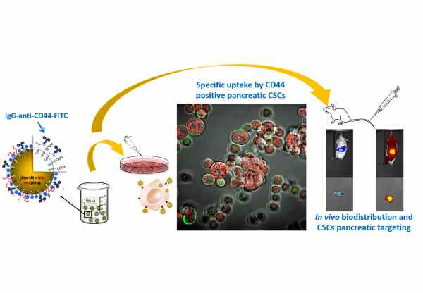Esquema de la metodologa usada y del efecto de las nanocpsulas de aceite de oliva sobre PCMCs y su eficacia en ratones para dirigirse...