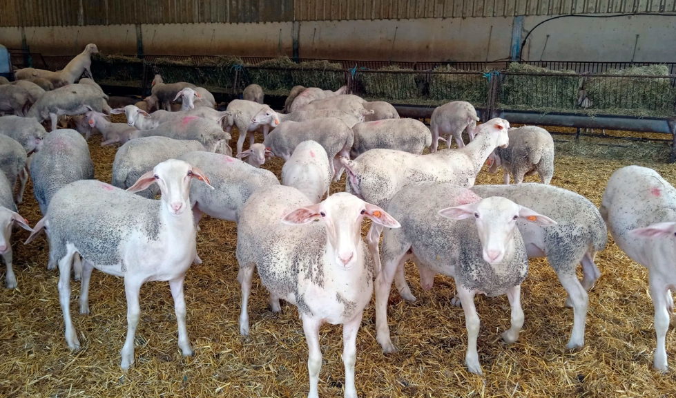 Ejemplares de raza Lacaune en una explotaci�n ganadera