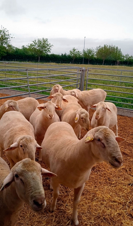 La asociaci�n AESLA trabaja en el programa contra scrapie