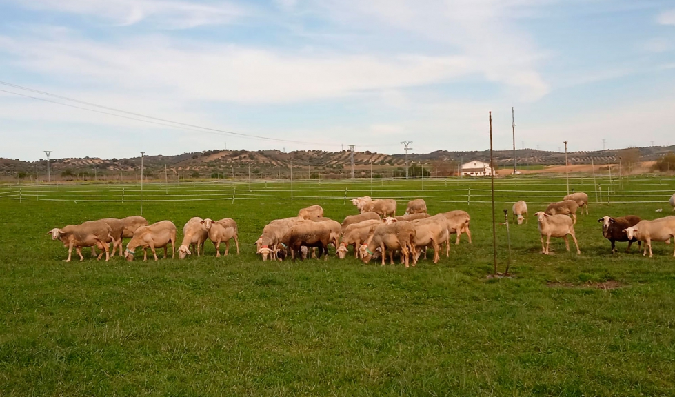 Reba�o de raza Lacaune