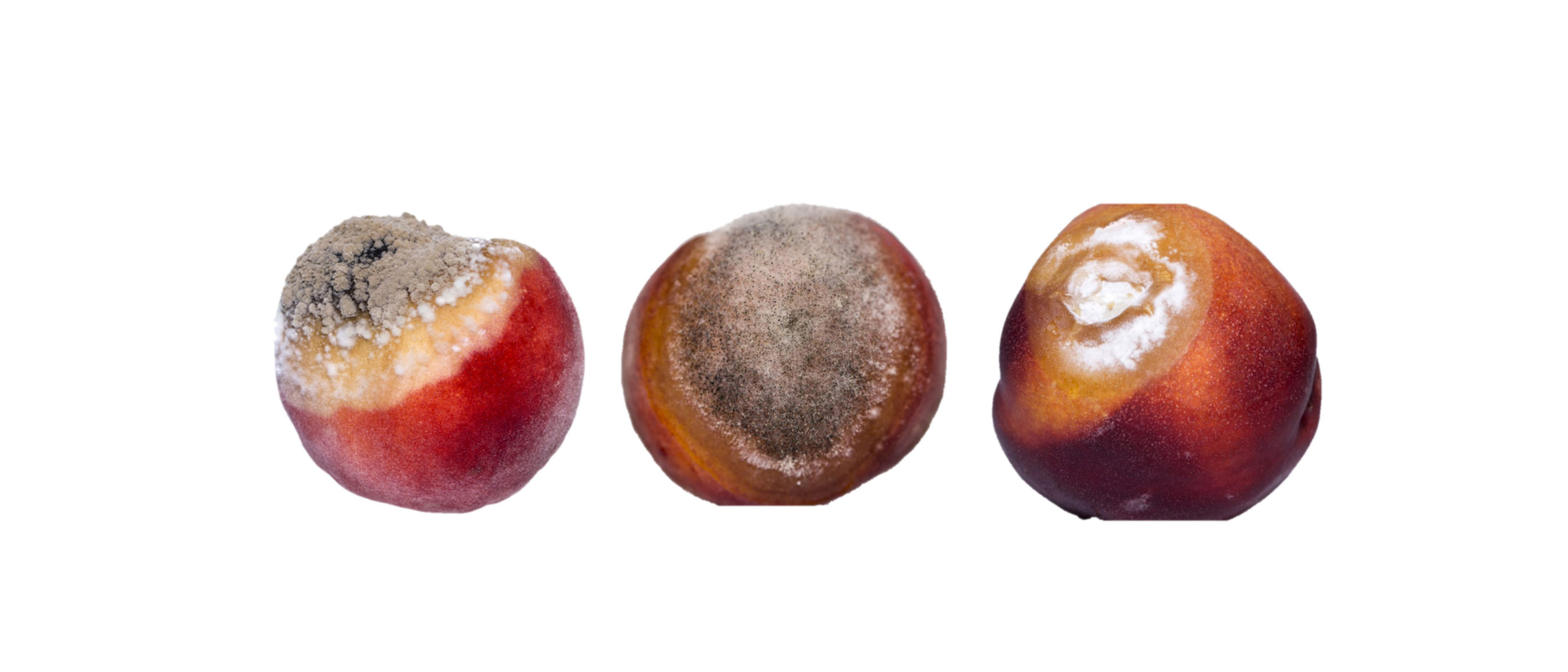 Foto 1. Frutos afectados por Monilinia spp., Rhizopus spp. y Geotrichum candidum, de izquierda a derecha