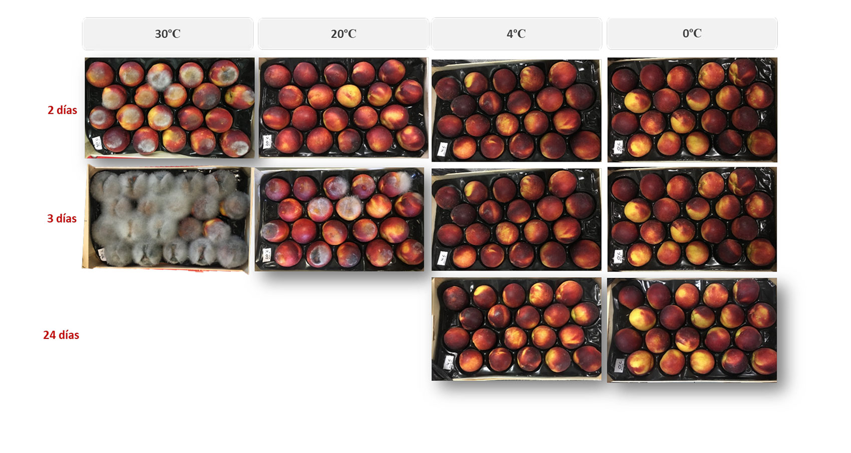 Foto 2. Frutos inoculados con Rhizopus spp. y conservados a 30, 20, 4 y 0 C de izquierda a derecha, durante 2, 3 y 24 das de arriba a abajo...