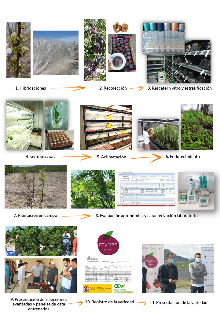 Figura 2. Fases del programa de mejora gentica de ciruelo japons IMIDA/CEBAS-CSIC