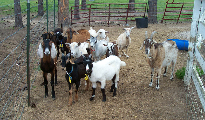 Rebao de cabras con capas de diferentes colores