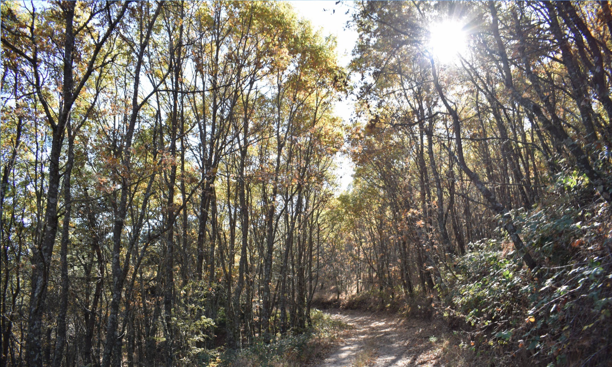 Foto: David Caetano/Serra da Gardunha.org