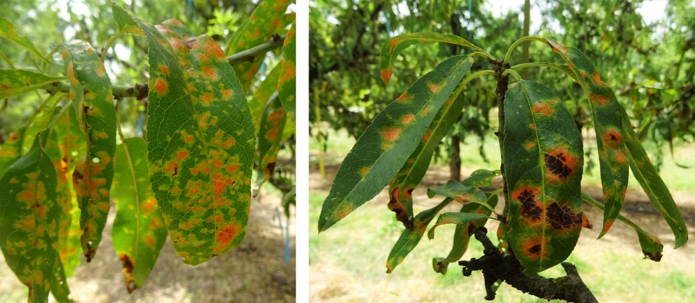 Figura 1. S�ntomas de mancha ocre (Polystigma amygdalinum) en hojas de almendro...
