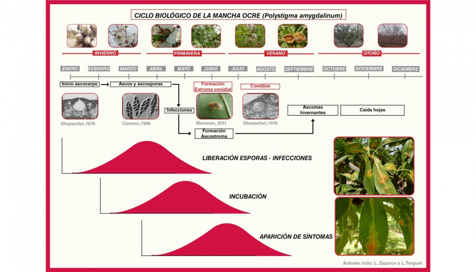 Figura 2. Ciclo biol�gico de la mancha ocre (Polystigma amygdalinum)