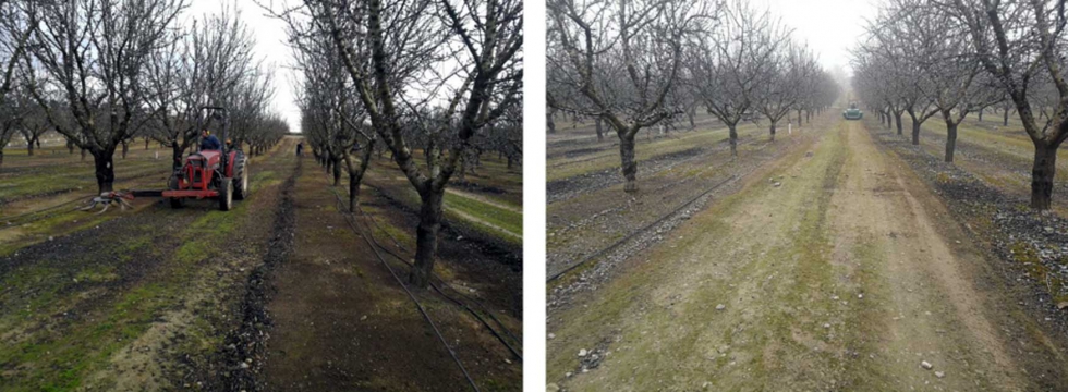 Figura 8. Eliminaci�n de las hojas del suelo en una finca de almendro. (Fotos: L. Torguet)