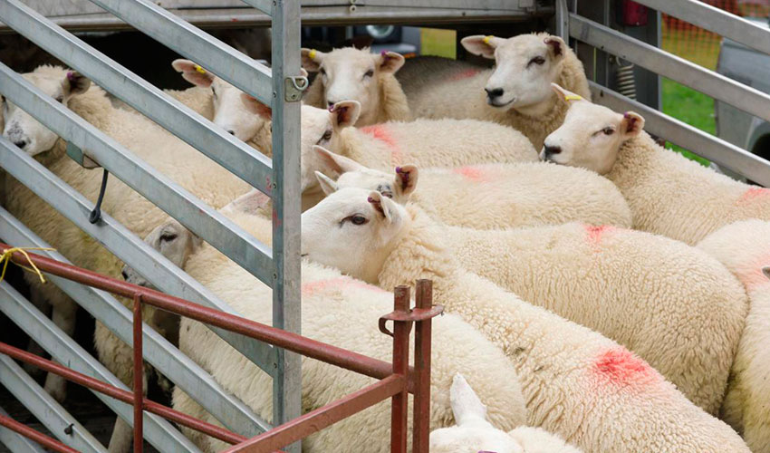 Lote de ovejas en una zona de carga