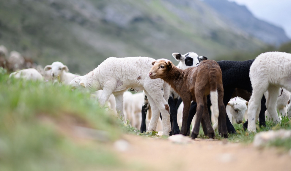 Rebao de ganado ovino