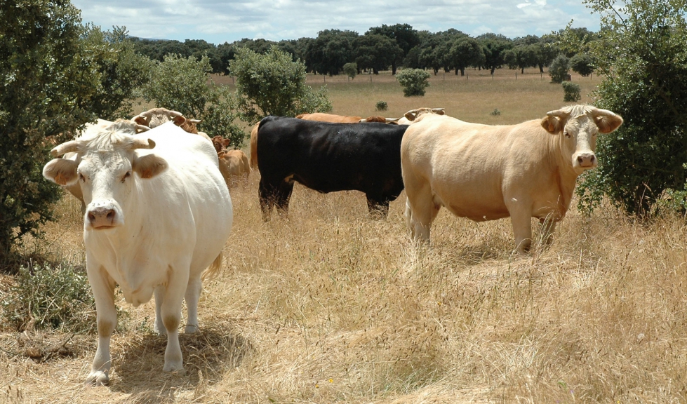 Vacas de produccin crnica en una explotacin extensiva