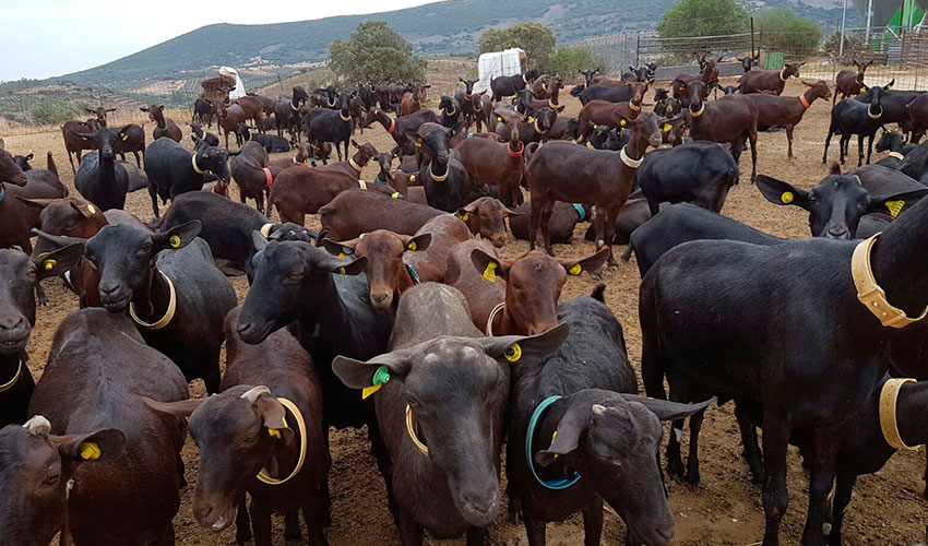 Lote de ejemplares de la raza caprina Murciano-Granadina en una explotacin