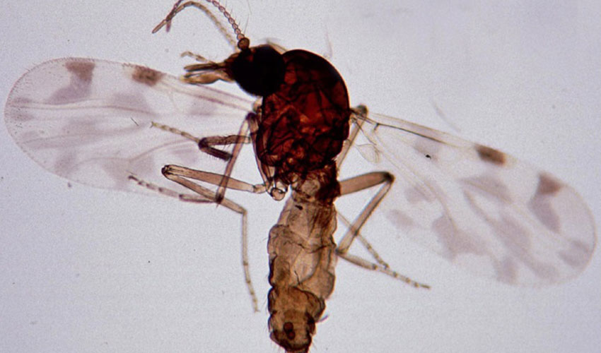 Mosquito del gnero Culicoides, principal vector del virus de la lengua azul