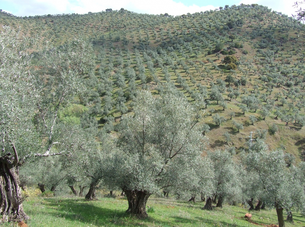 Olivar en Los Pedroches (Crdoba)