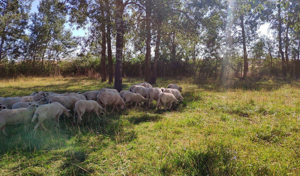 Rebao de ovejas de raza Churra en la provincia de Zamora