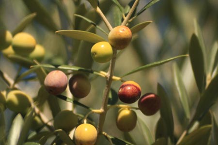 Aceitunas arbequinas, a punto para su recogida, en los campos de la empresa Mol dels Torms, productora del aceite ecolgico Olicatessen...