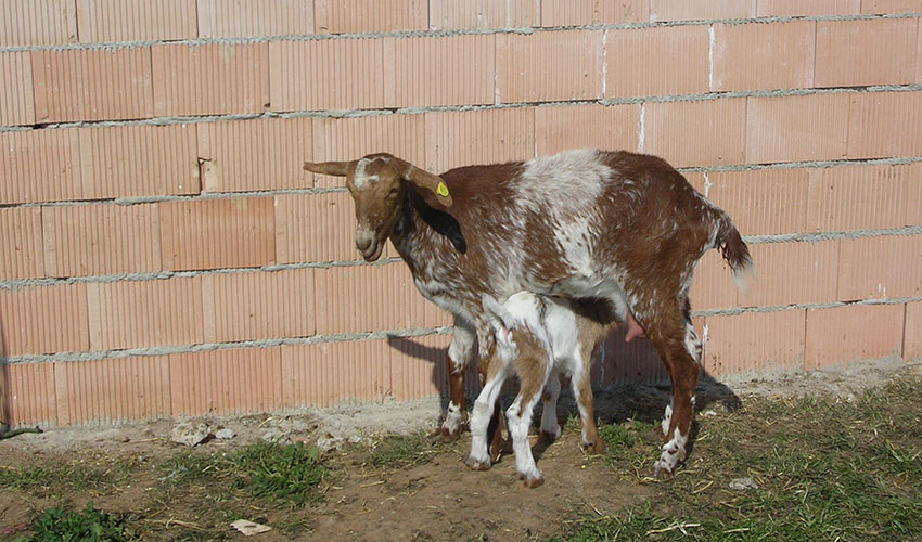 Un cabrito mama de su madre en una explotacin ganadera