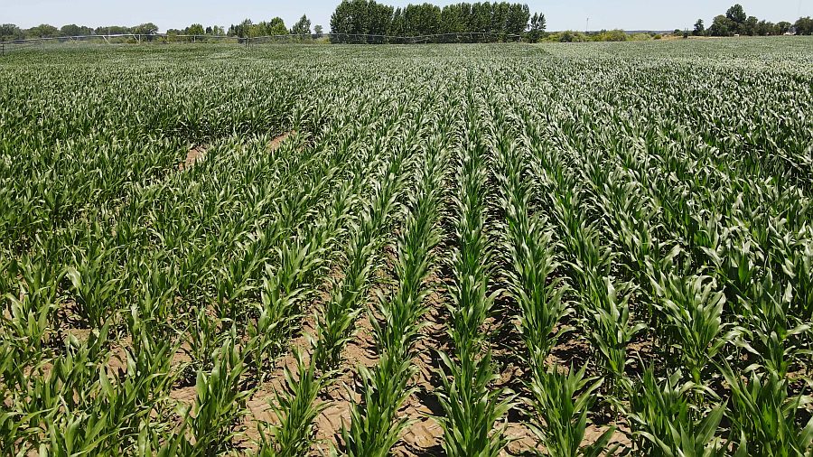 No pivot de milho para silagem dos campos de ensaio da Agroglobal, a Syngenta apresenta trs variedades de ciclo FAO 600...