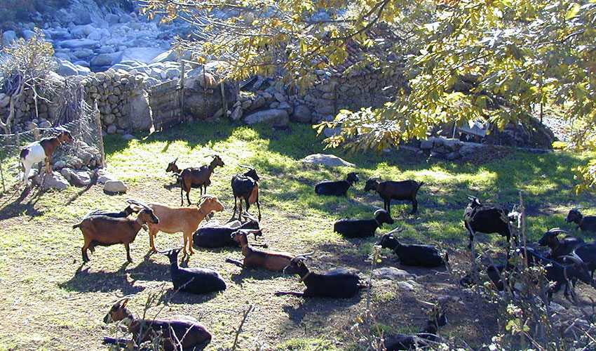 Reba�o de cabras en pastoreo